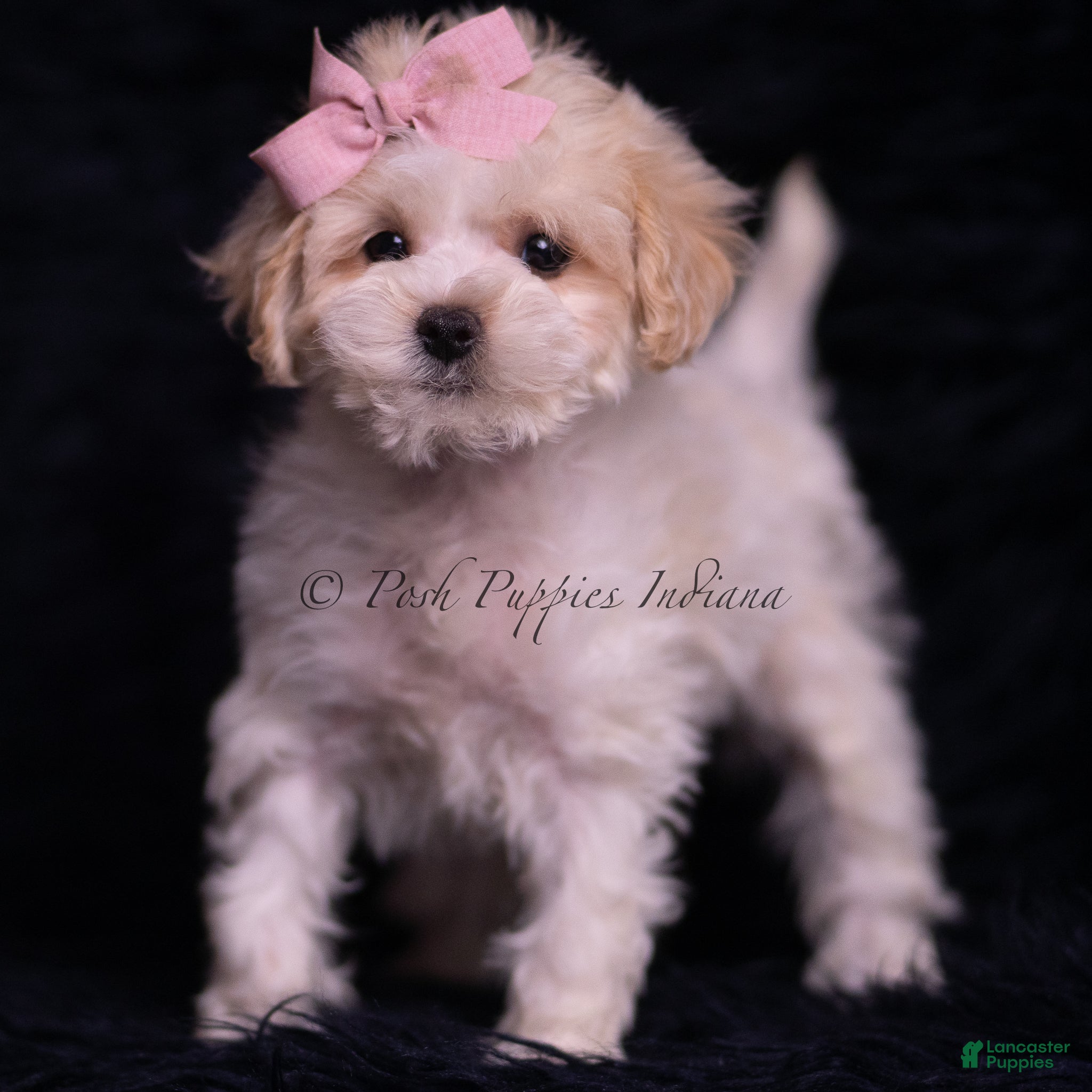 Maltipoo dogs Miley - Ad 42