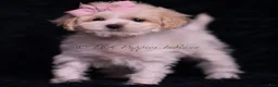 Maltipoo dogs for sale: Miley - Ad 1