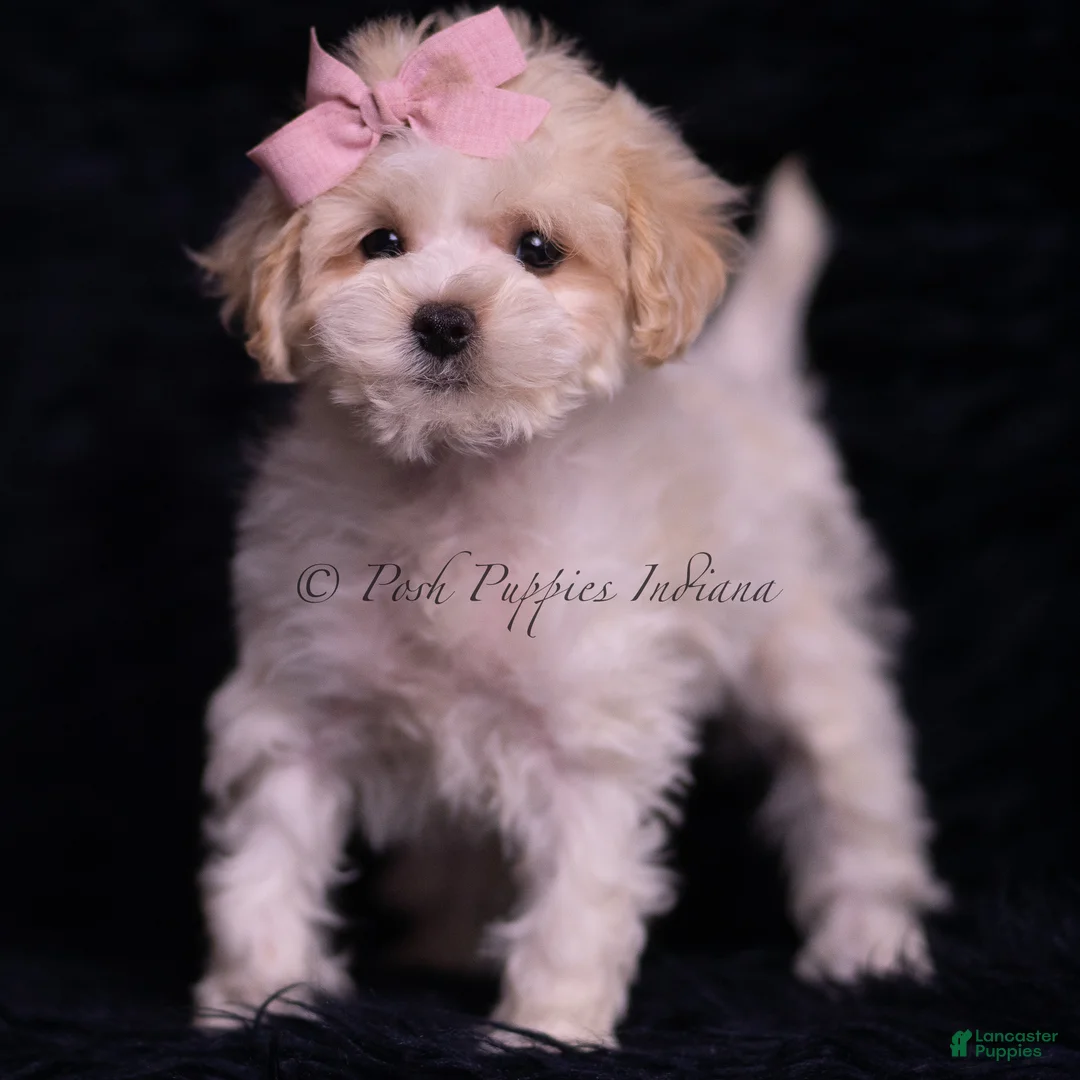 Maltipoo dogs for sale: Miley - Ad 1