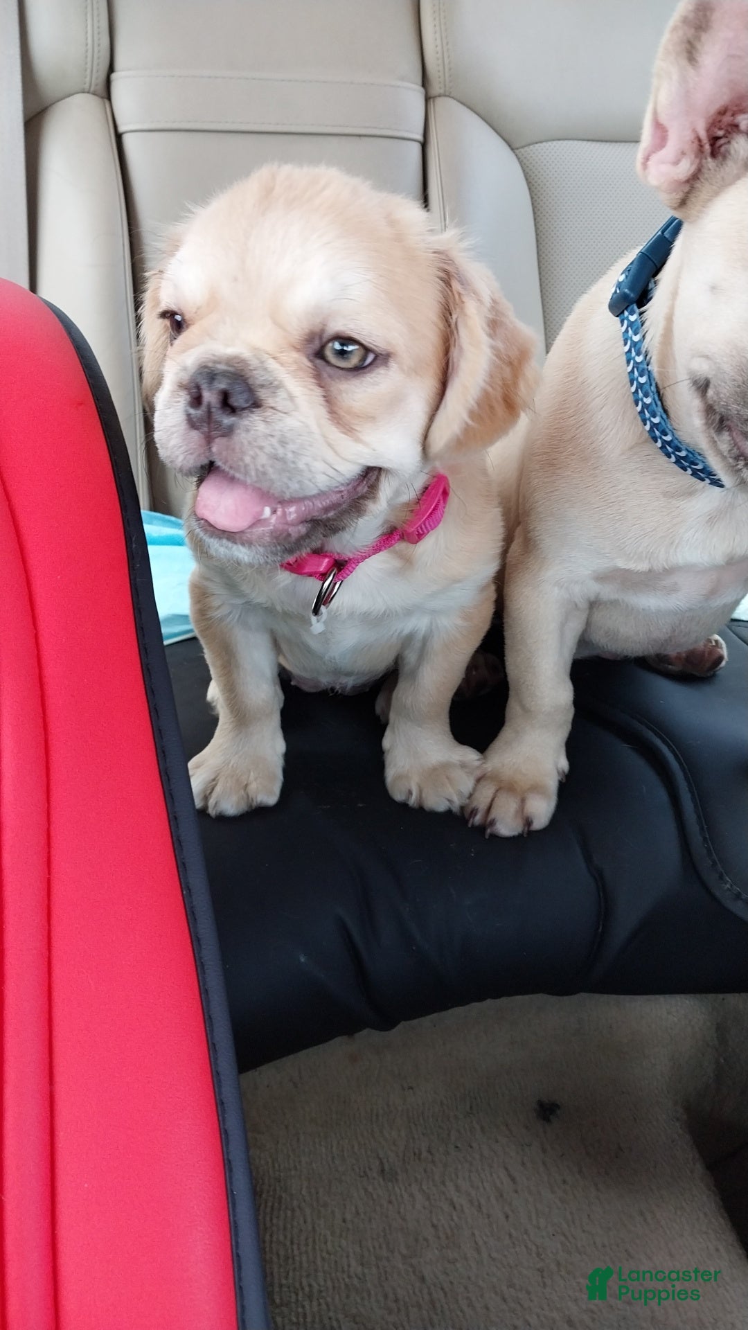 French Bulldog dogs for sale: French Bulldog Puppy 1 - Ad 4