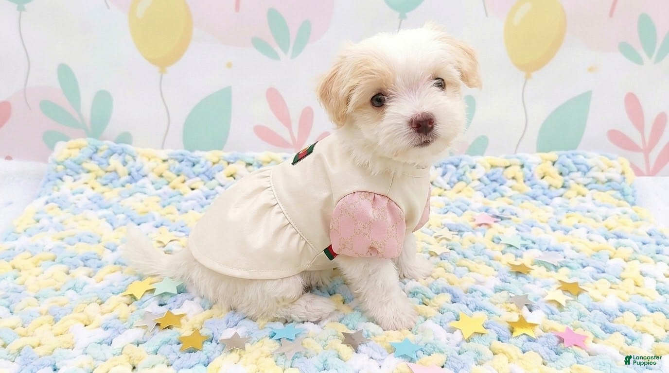 Maltipoo dogs ANGEL - Ad 12