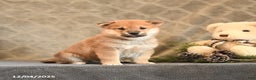 Shiba Inu dogs for sale: Topaz - Ad 2