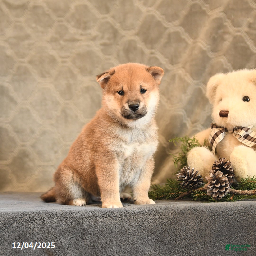 Shiba Inu dogs for sale: Topaz - Ad 2