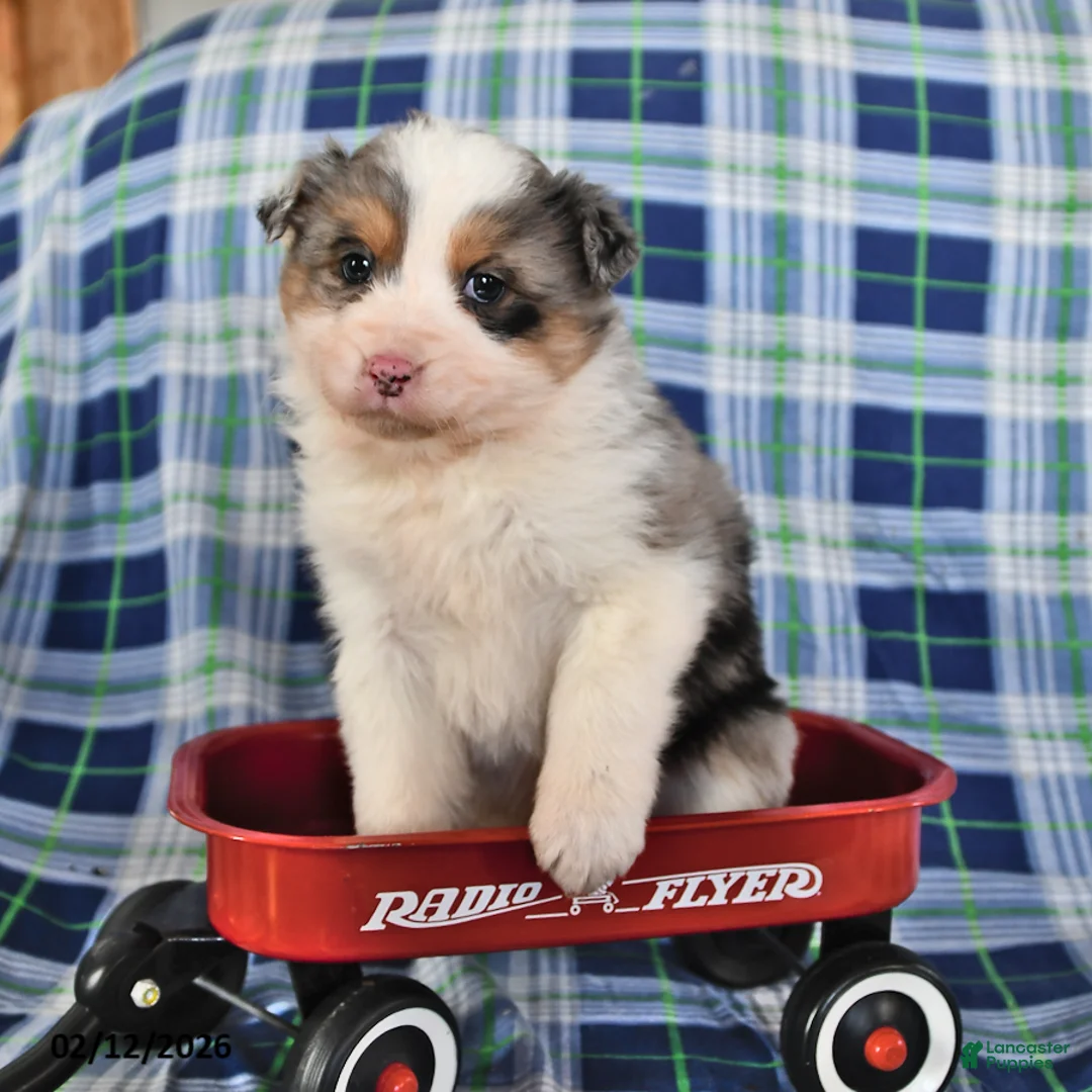 Australian Shepherd dogs for sale: Daisy - Ad 3
