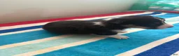 Welsh Corgi Pembroke dogs for sale: Max - Ad 4