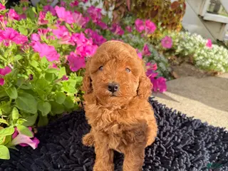 Toy Poodle dogs Rusty - Ad 1