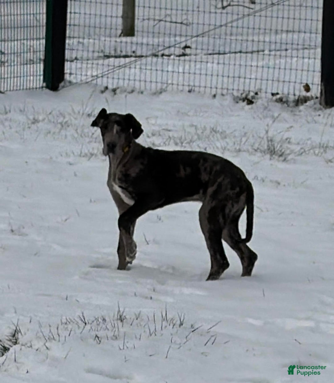 Great Dane dogs for sale: Veronica - Ad 1