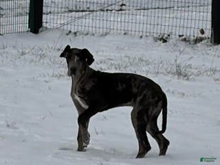 Great Dane dogs Veronica - Ad 25