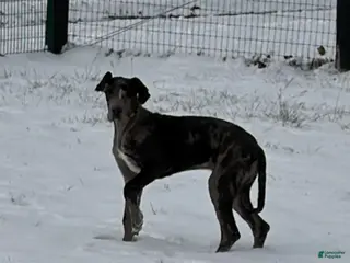 Great Dane dogs Veronica - Ad 7