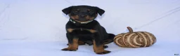 Rottweiler dogs for sale: Bruce  - Ad 6