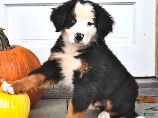 Bernese Mountain Dog dogs - Ad 11