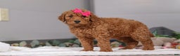 Standard Poodle dogs for sale: Fiona - Ad 5