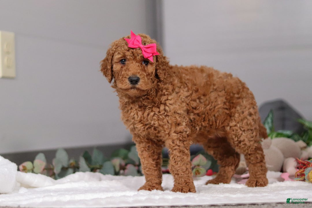 Standard Poodle dogs for sale: Fiona - Ad 5