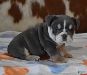 English Bulldog dogs TOBY BLUE AND WHITE - Ad 13