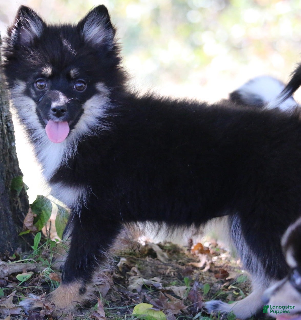 Pomsky dogs for sale: Harper - Ad 31
