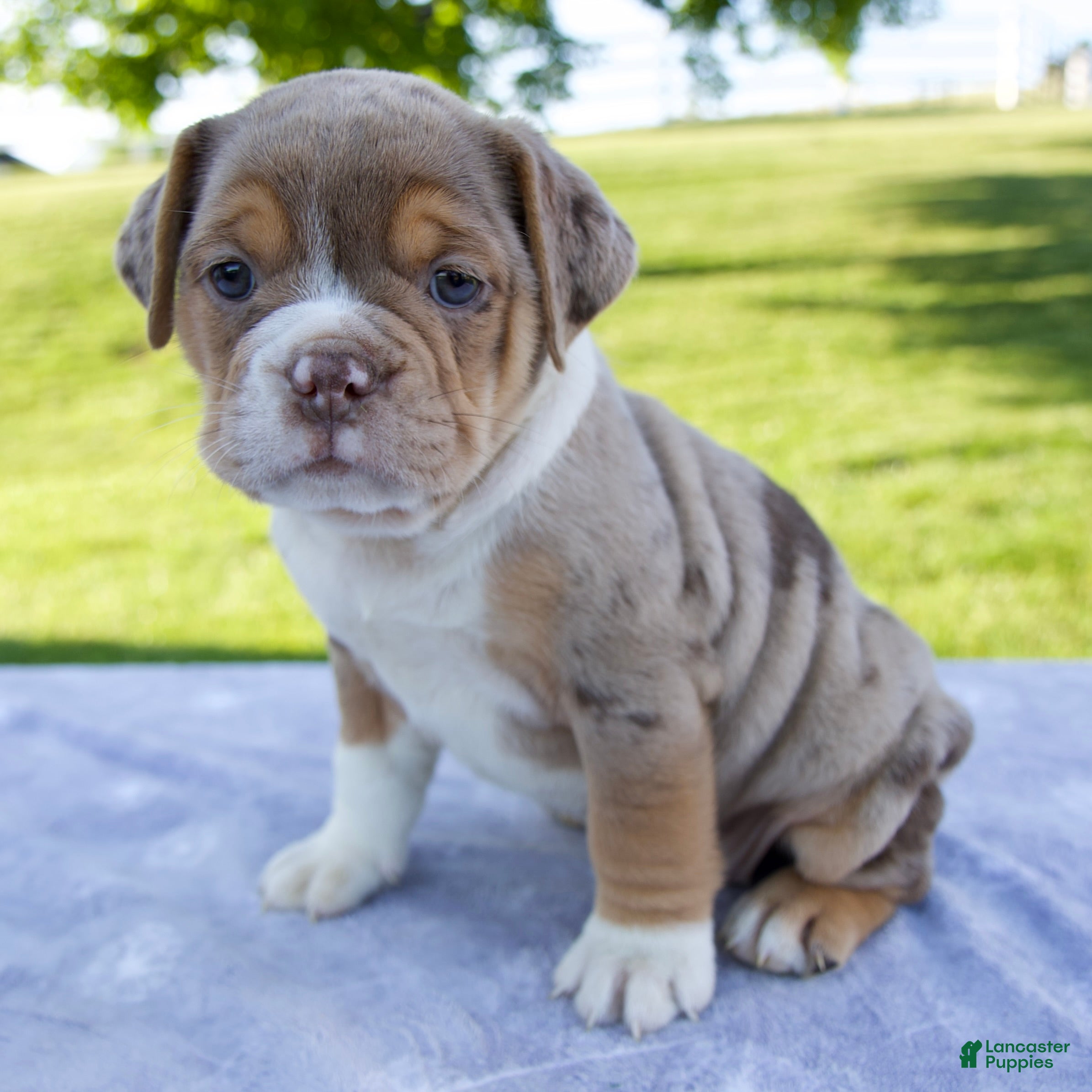 Beabull dogs Kody - Ad 1