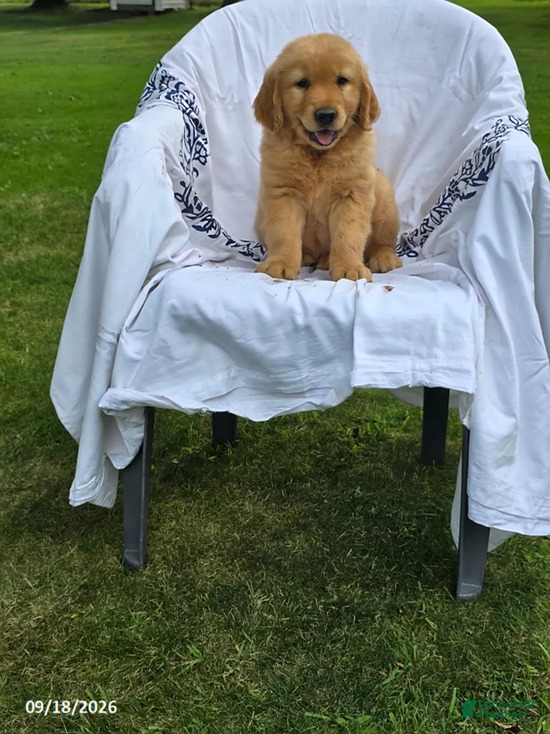 Golden Retriever dogs for sale: Kyle - Ad 2