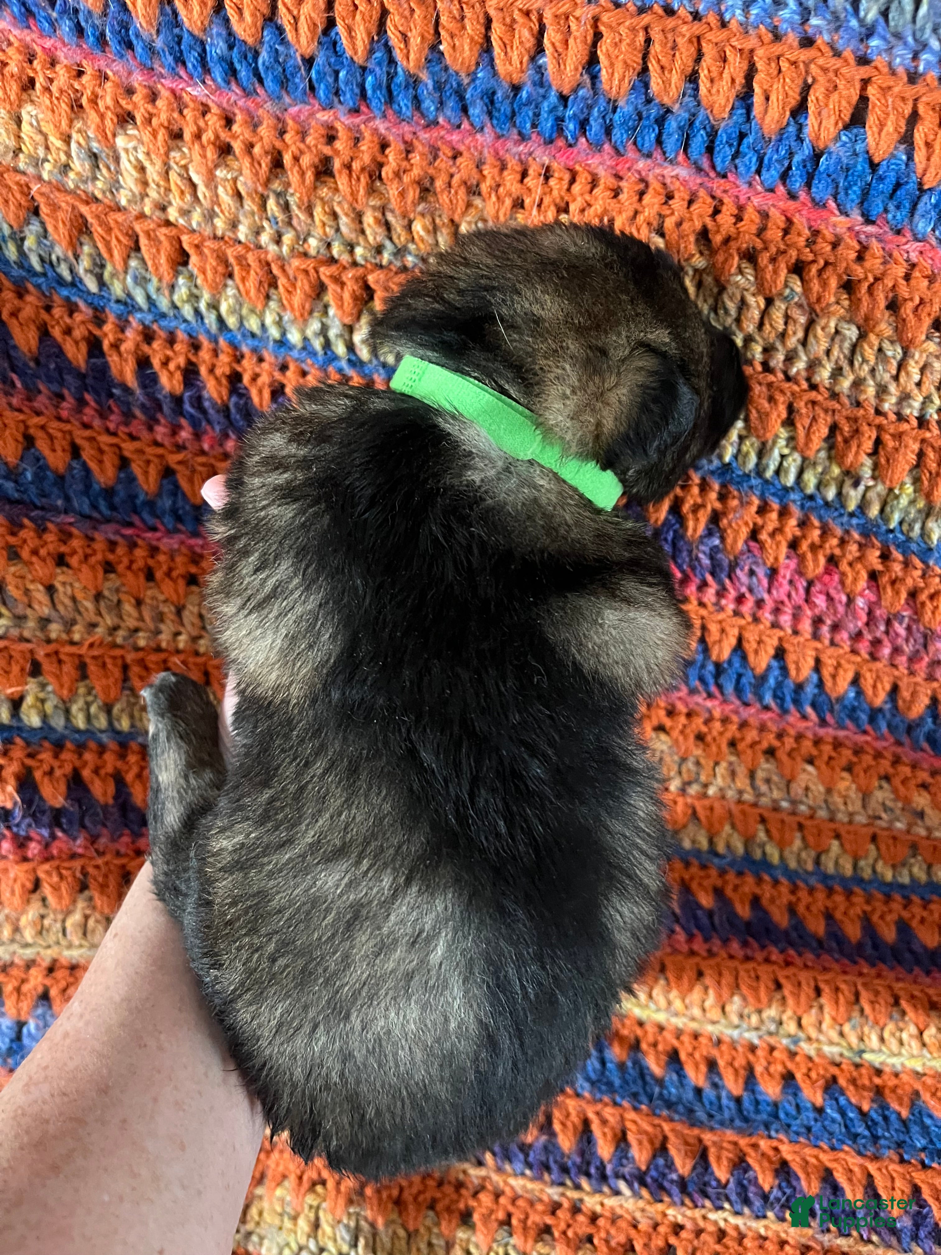 German Shepherd dogs German Shepherd Puppy 2 - Ad 1