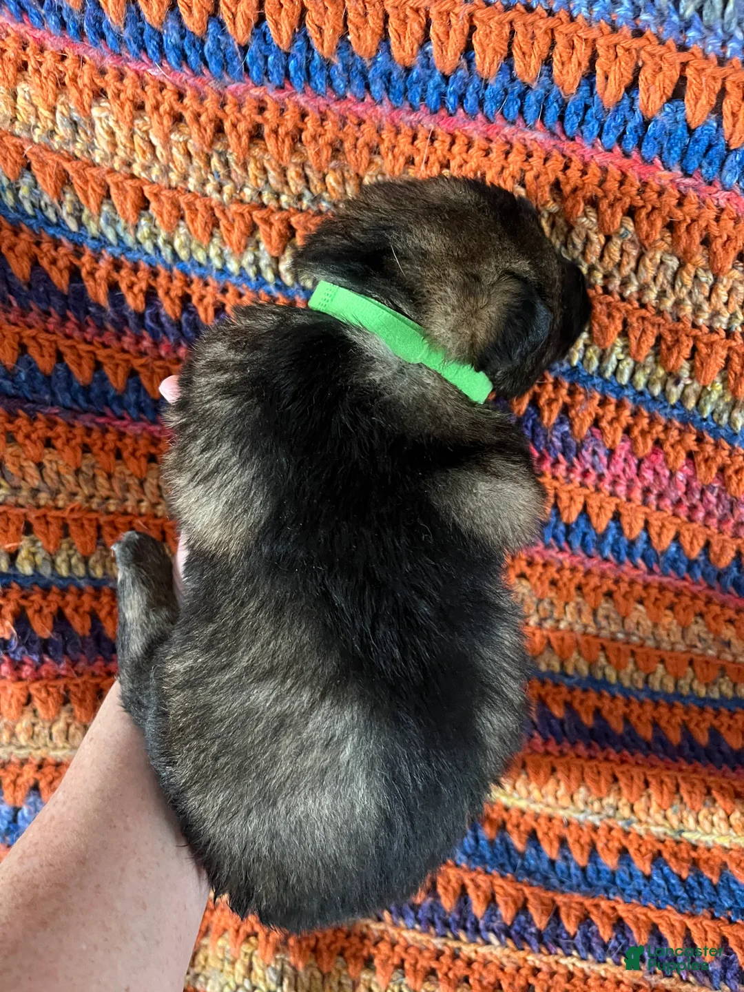 German Shepherd dogs for sale: German Shepherd Puppy 2 - Ad 1