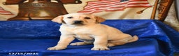 Labrador Retriever dogs for sale: Honey - Ad 2