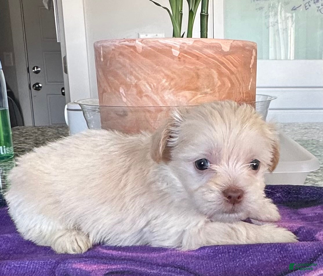 Mixed Breed dogs Max - Ad 2
