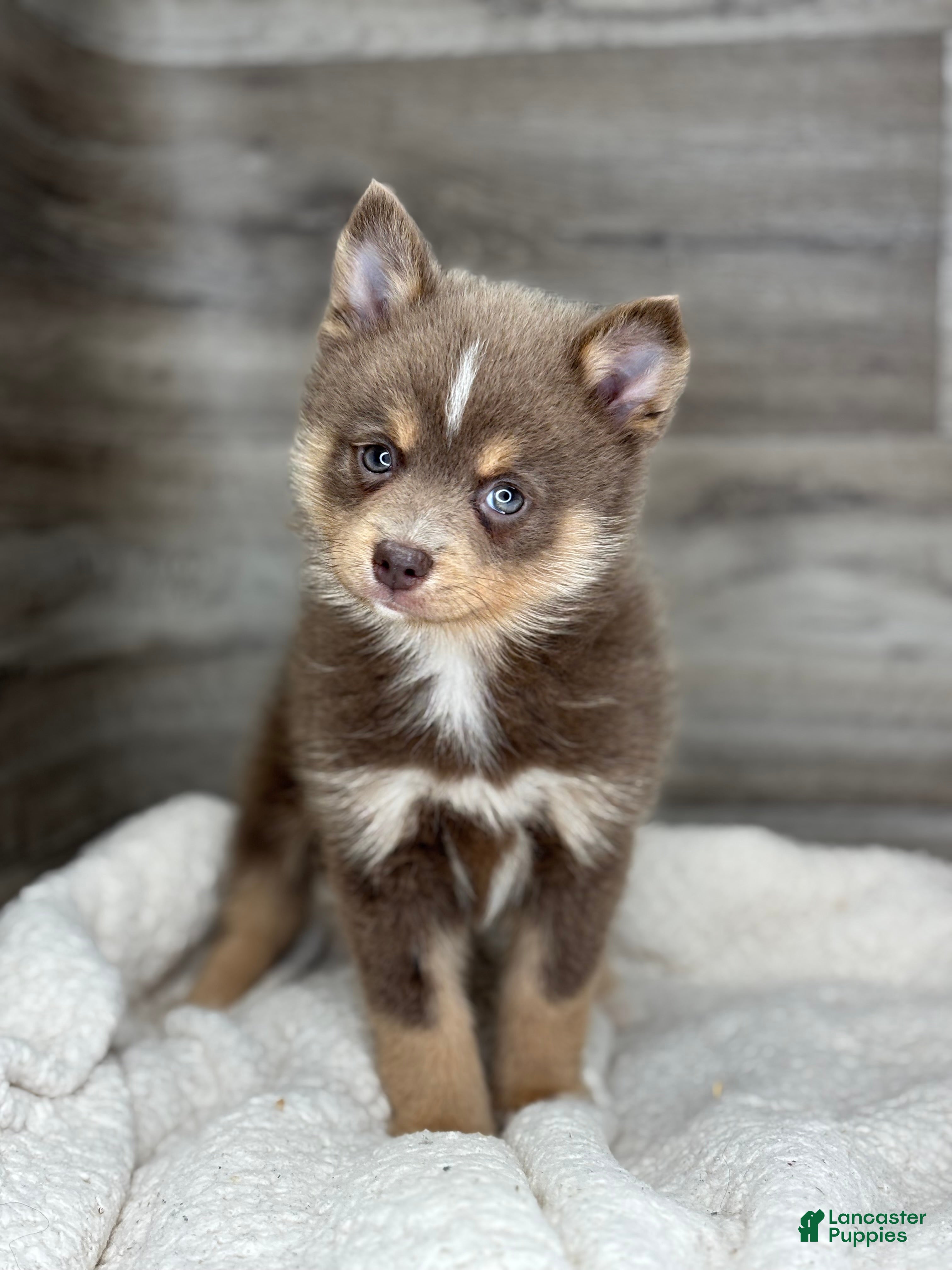 Pomsky dogs Philip - Ad 1