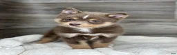 Pomsky dogs for sale: Philip - Ad 1