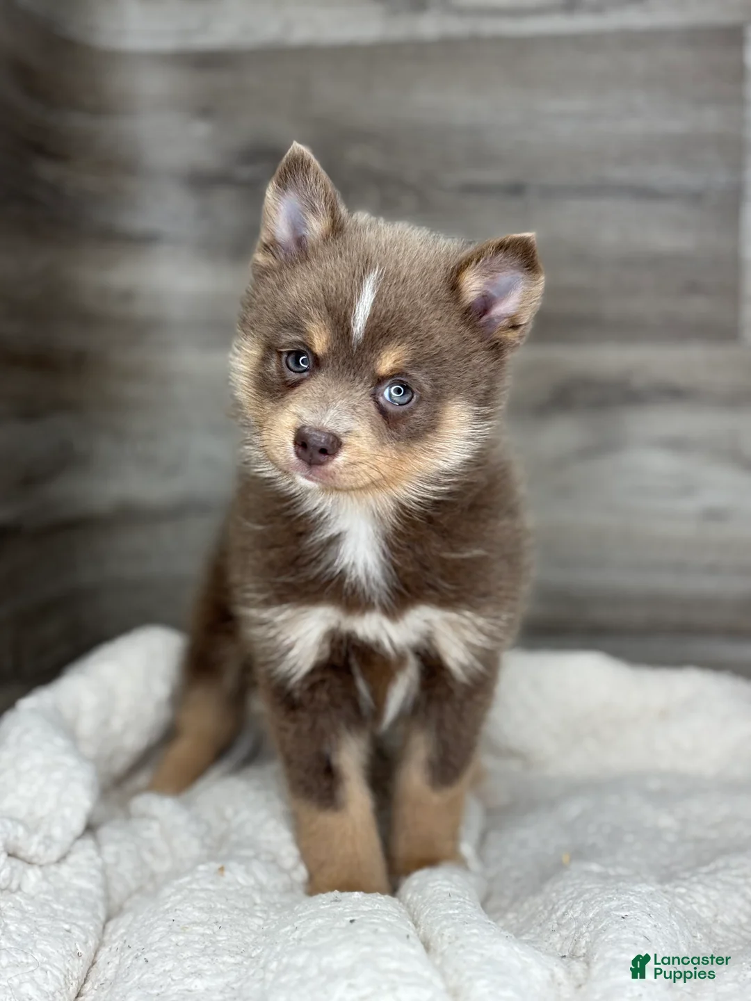 Pomsky dogs for sale: Philip - Ad 1