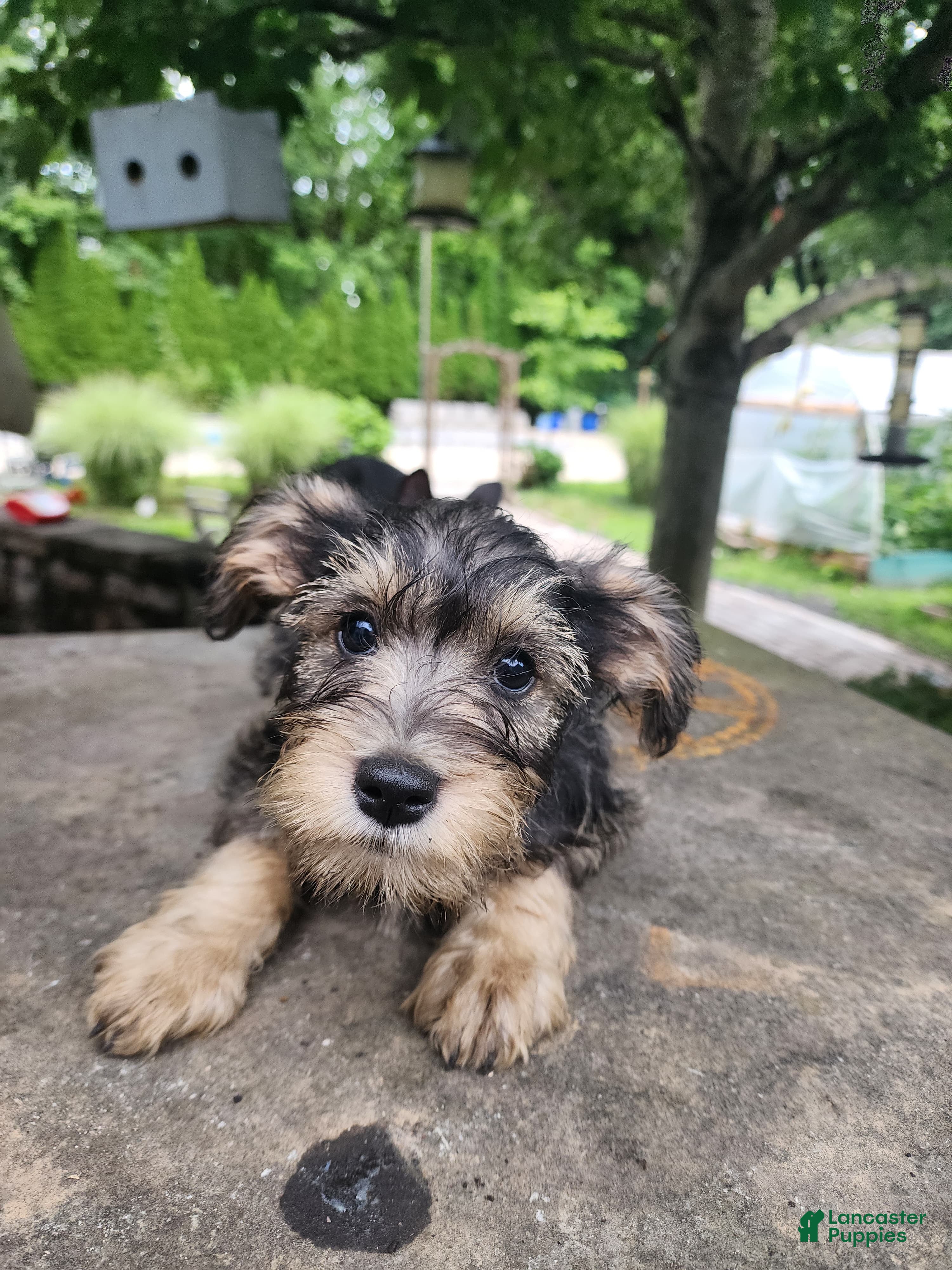 Miniature Schnauzer dogs for sale: Lily - Ad 1