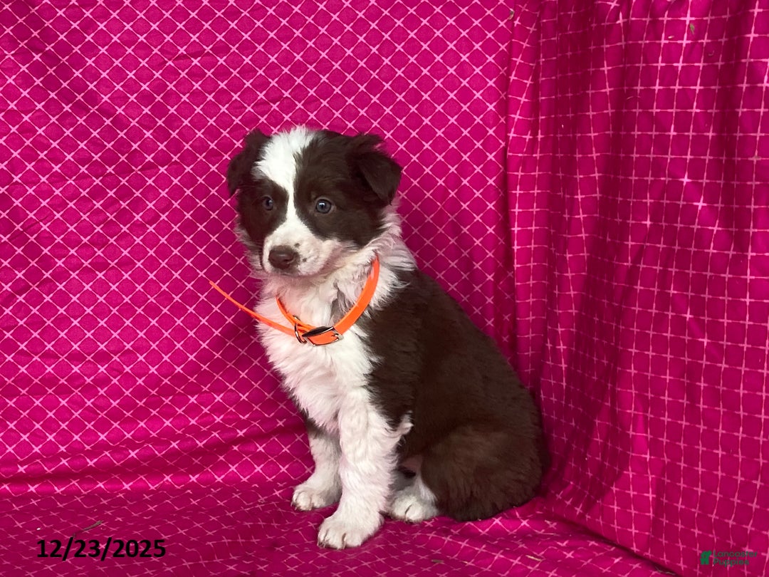 Mixed Breed dogs for sale: Ginger - Ad 2