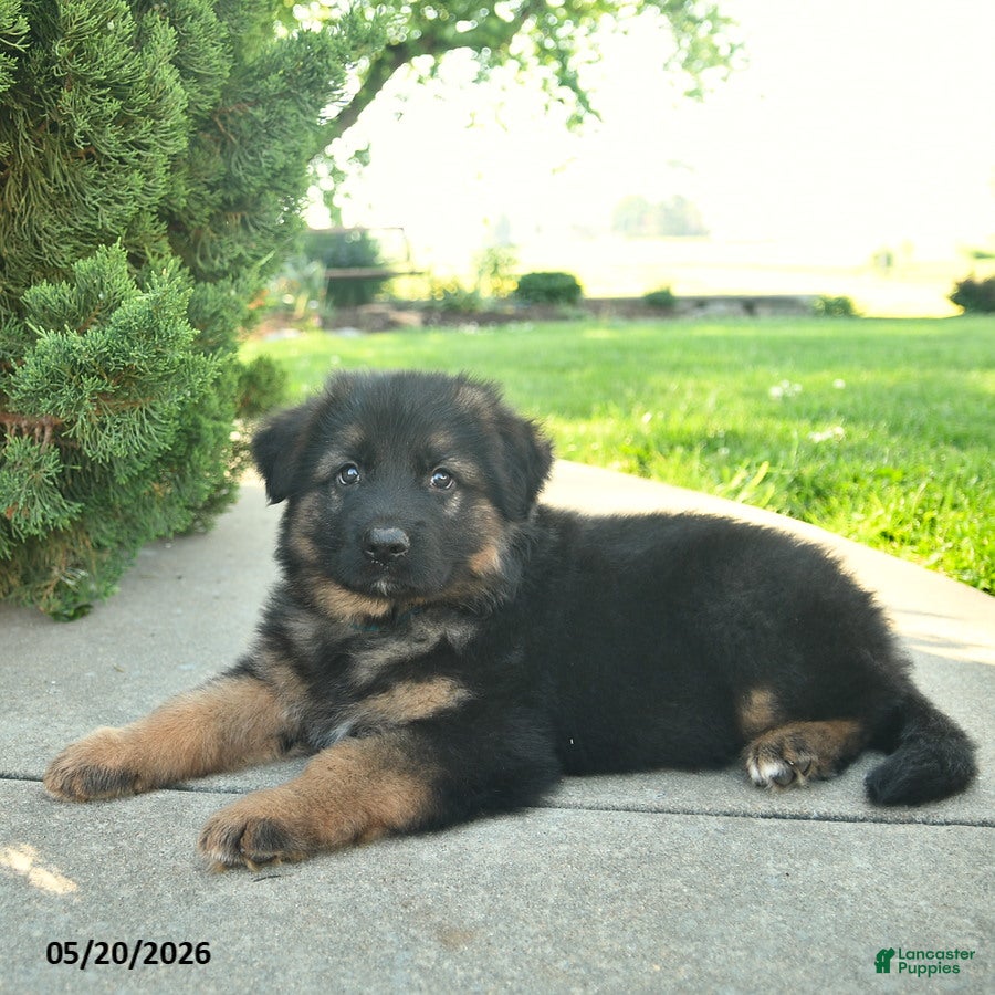 Mixed Breed dogs Rocky  - Ad 2