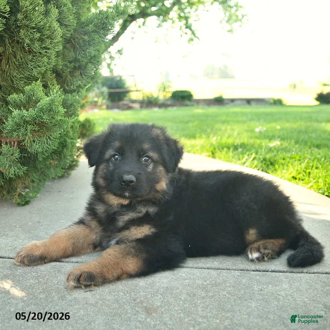 Mixed Breed dogs for sale: Rocky  - Ad 2