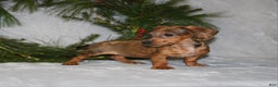Miniature Dachshund dogs for sale: Coco - Ad 7