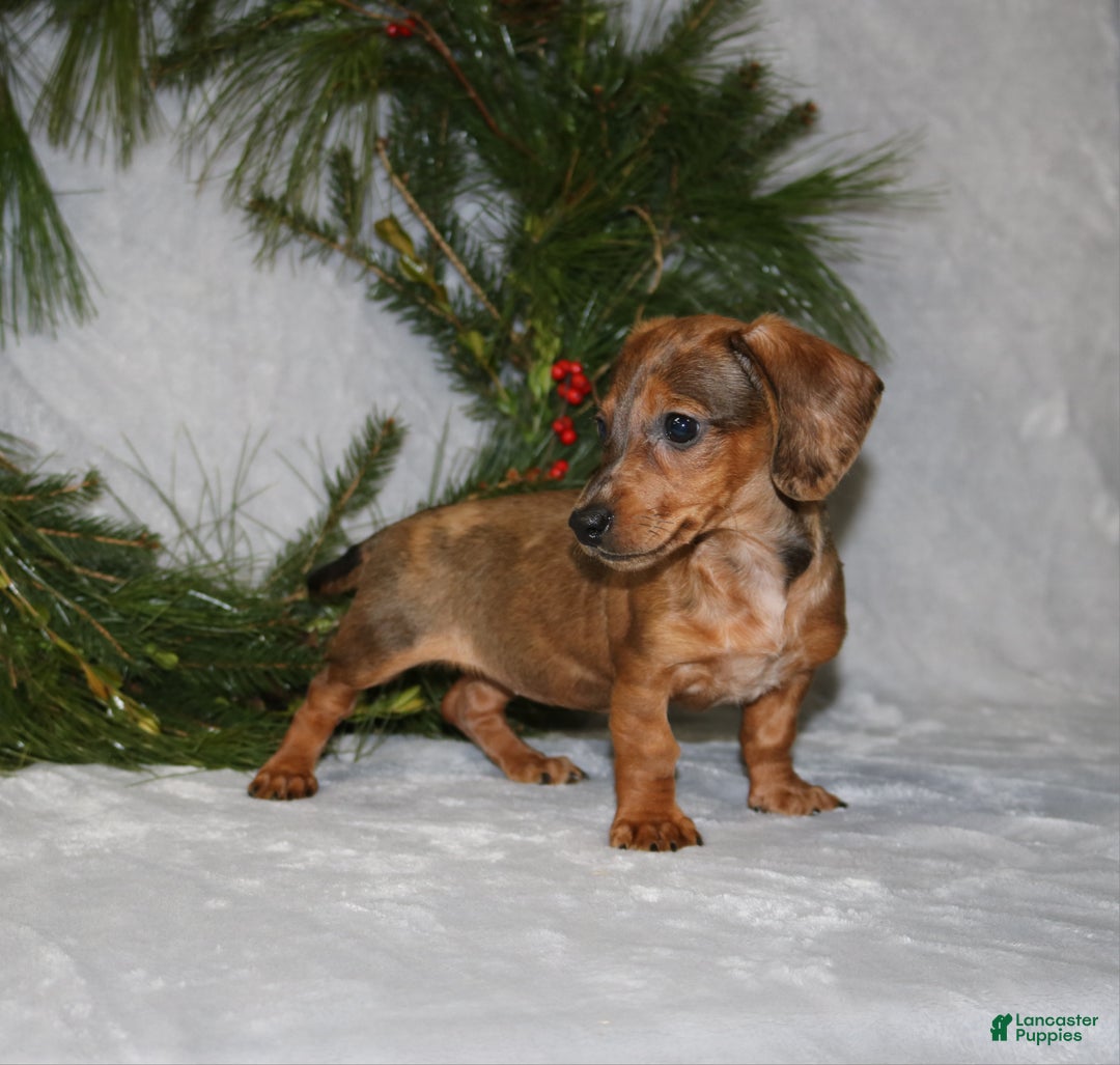 Miniature Dachshund dogs for sale: Coco - Ad 7