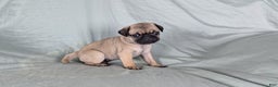 Pug dogs for sale: Bandit - Ad 4