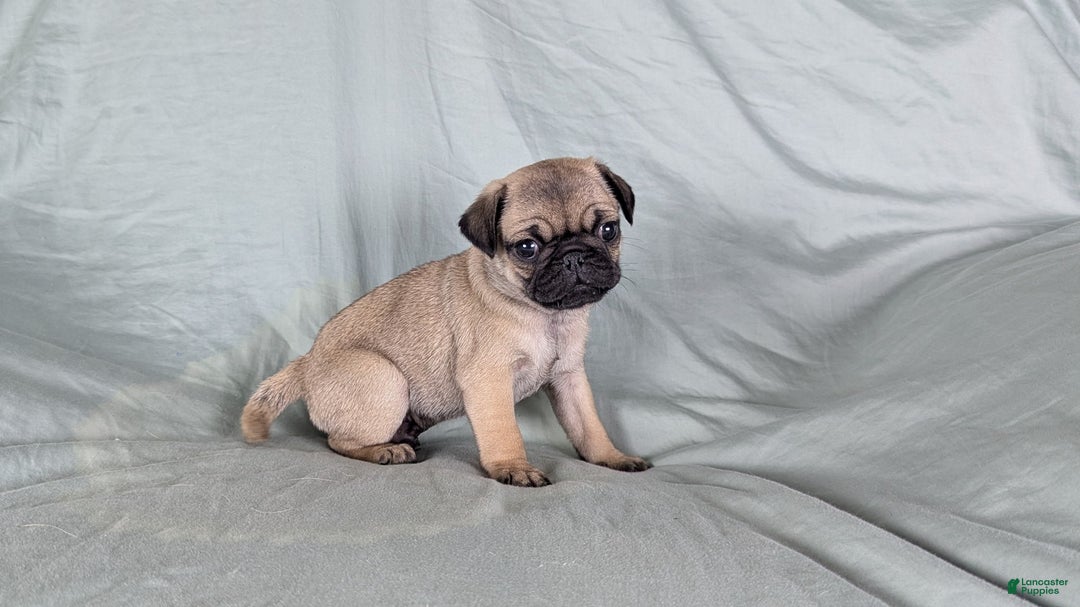Pug dogs for sale: Bandit - Ad 4