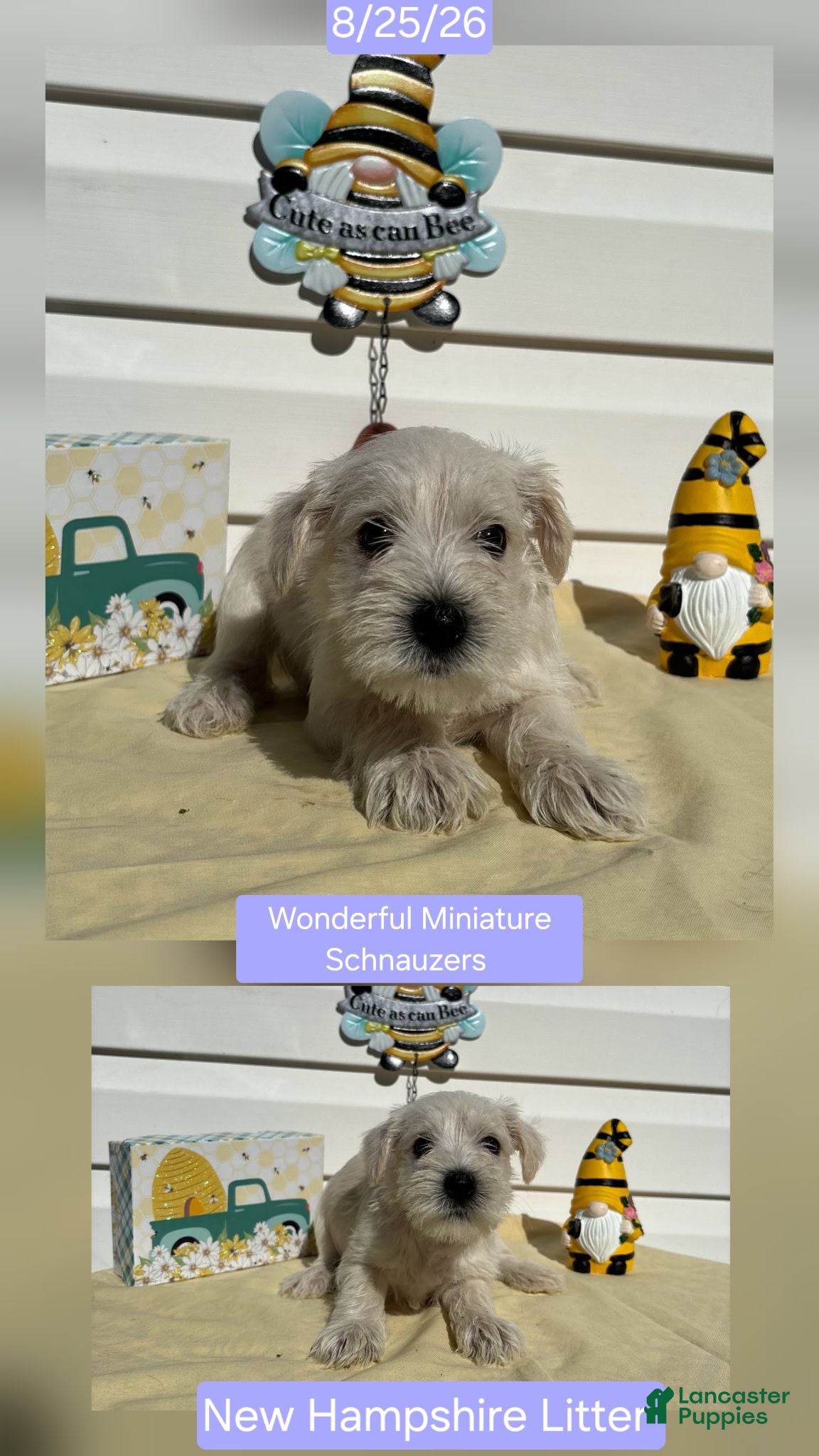 Miniature Schnauzer dogs Miniature Schnauzer 6 - Ad 1