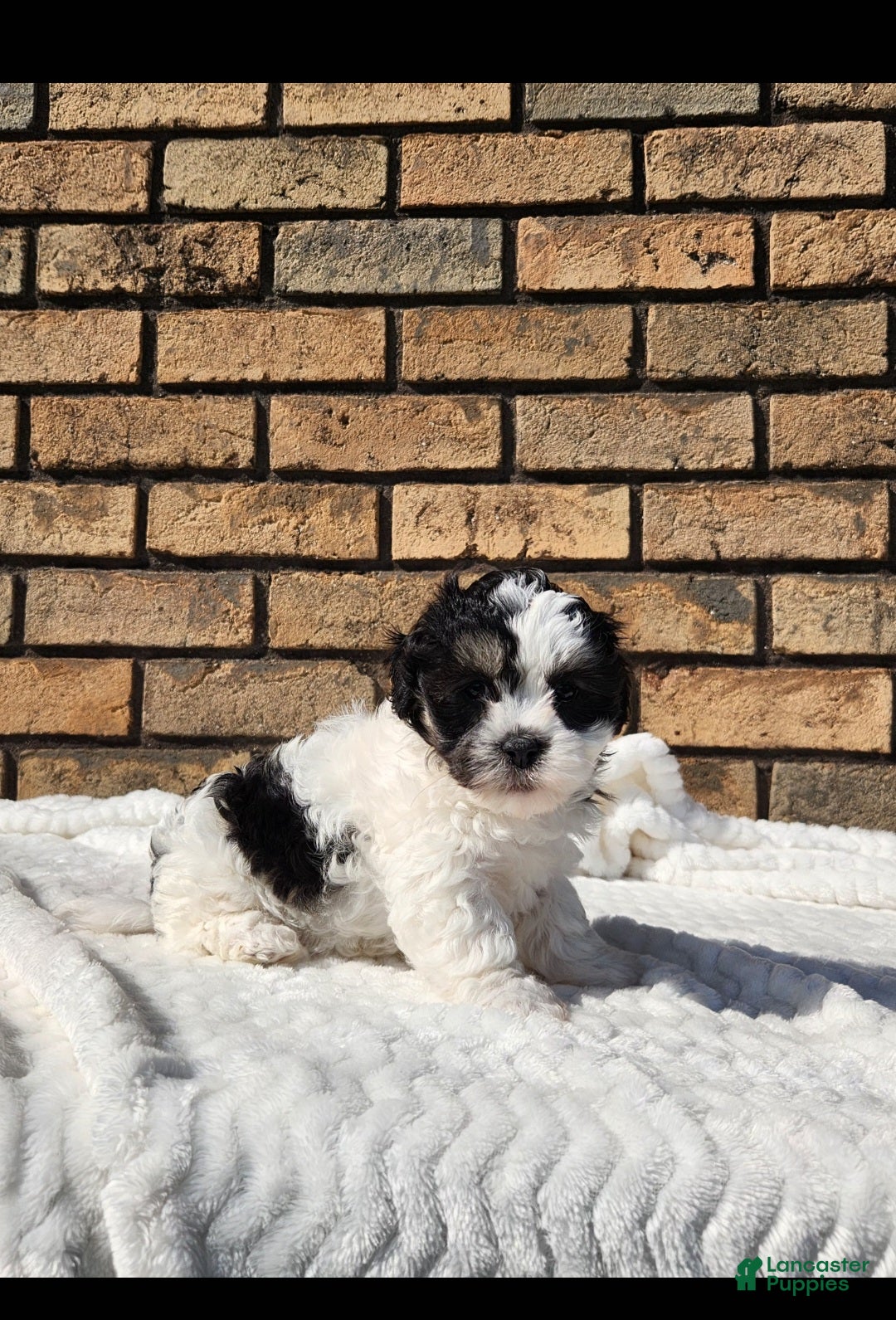 Havapoo dogs Posie - Ad 1