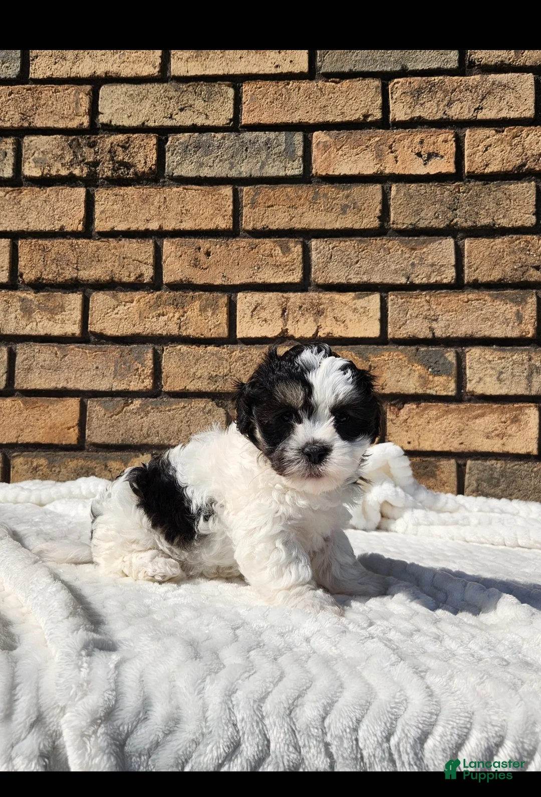 Havapoo dogs for sale: Posie - Ad 1