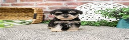 Miniature Schnauzer dogs for sale: Eduardo  - Ad 8