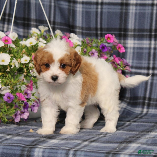Cavapoo dogs BJ's Willow - Ad 2