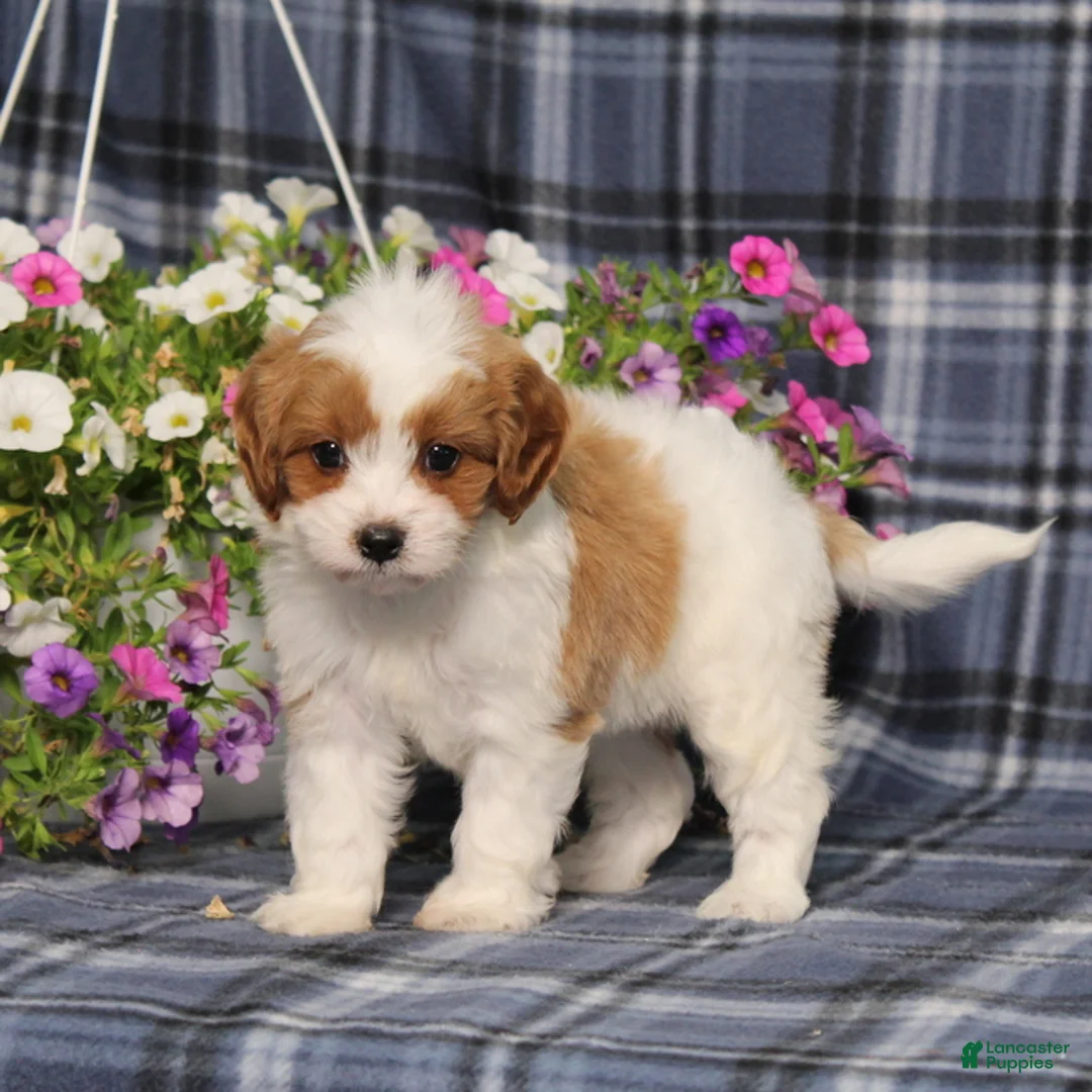 Cavapoo dogs for sale: BJ's Willow - Ad 2