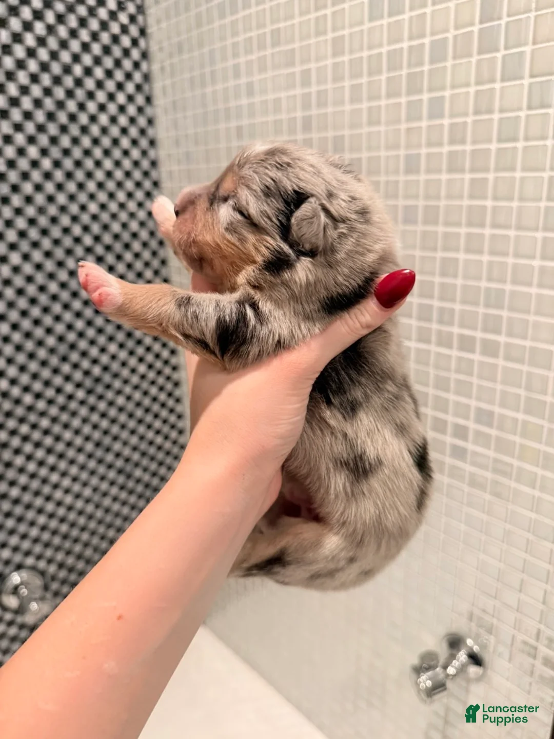 Australian Shepherd dogs for sale: River - Ad 2