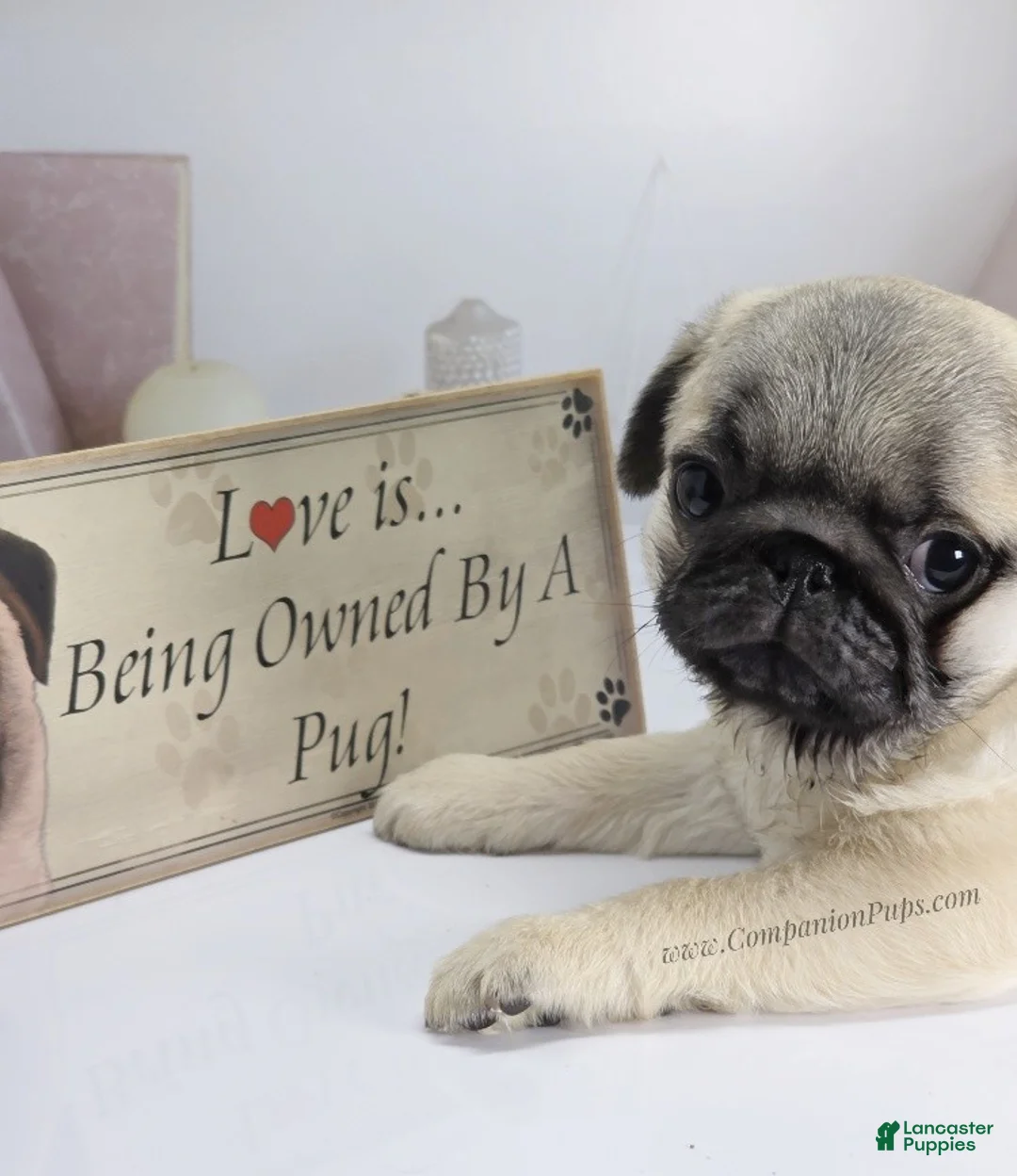 Pug dogs for sale: Rain- Fawn Male Pug Puppy - Ad 3