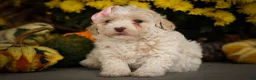 Miniature Poodle dogs for sale: Jett 🐾  - Ad 7