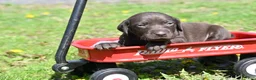 German Shorthaired Pointer dogs for sale: Buck - Ad 7