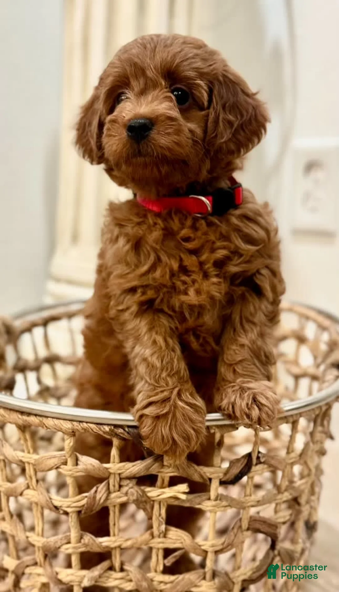 Gallery Image {{count}}