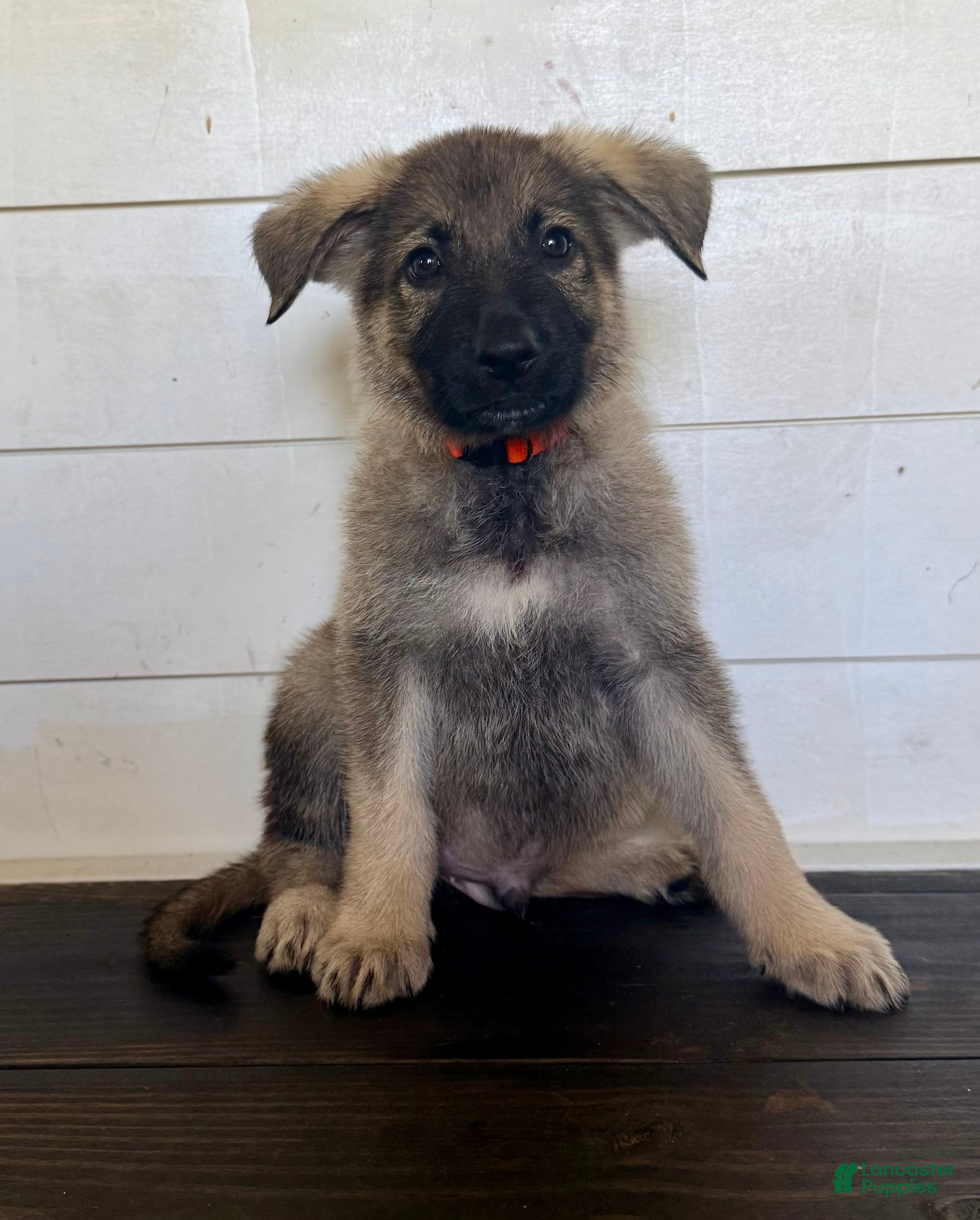 German Shepherd dogs Miles - Ad 2