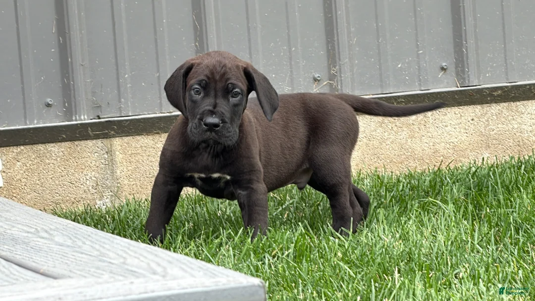Great Dane dogs for sale: Muddy  - Ad 1