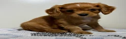 Cavapoo dogs for sale: Spencer Cavapoo  - Ad 3